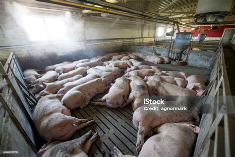 factory pigs omega 6